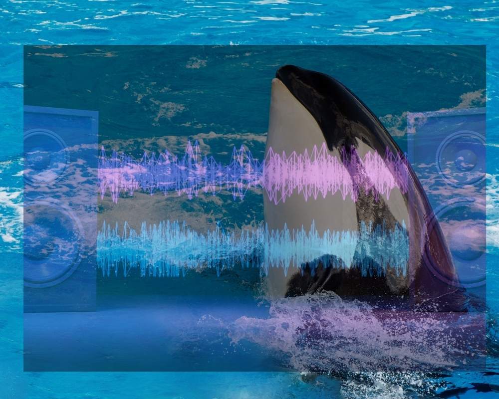 Los marineros usan canciones de heavy metal contra las orcas